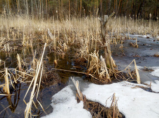Frozen wetland with melting snow, dry reeds, and tree stump. Early spring landscape of marshy area transitioning from winter
