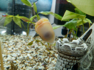 Aquarium snail crawling on the glass near decorative castle with aquatic plants and gravel substrate. Freshwater tank environment