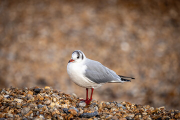 A black-headed gull with winter plumage, standing on the beach at Deal in Kent