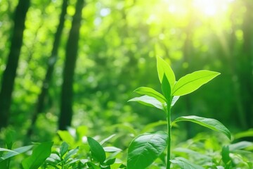 Obraz premium Lush Green Leaves Sprouting in Sunlit Forest with Soft Light and Nature Background