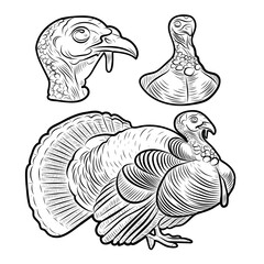 Sketch of a turkey. Different poses of a turkey. Vintage illustration. Element for label, packaging and postcard design.