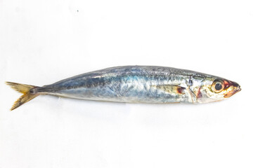 A single mackerel scad on a white background