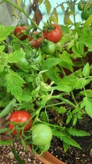 tomatoes in a greenhouse