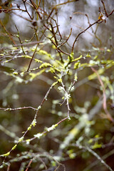 branch with moss and lichen