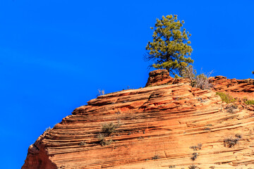A lone tree is growing on a rocky hillside
