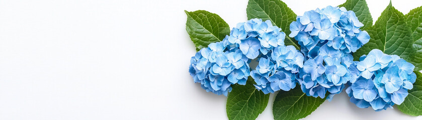 Obraz premium Vibrant blue hydrangeas with green leaves on a white background, showcasing natural beauty.