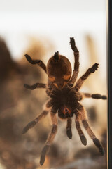 Spider Golden Blue Legged Baboon on a glass wall.