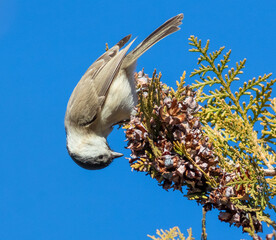 Marsh tit, Poecile palustris, Parus palustris A bird sits on a branch of a thuja tree and eats seeds