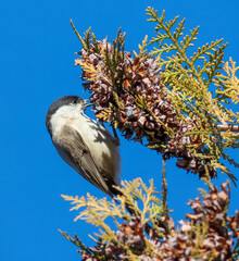 Marsh tit, Poecile palustris, Parus palustris A bird sits on a branch of a thuja tree and eats seeds