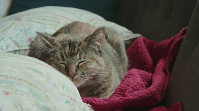 Cute brown pet cat sleeping on blankets and pillows at home