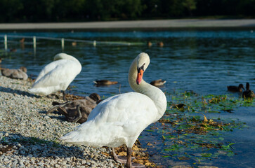 two swans on the lake