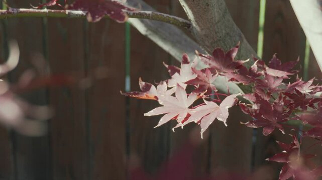 Shallow focus of Acer palmatum ref leaves with wooden wall in the background