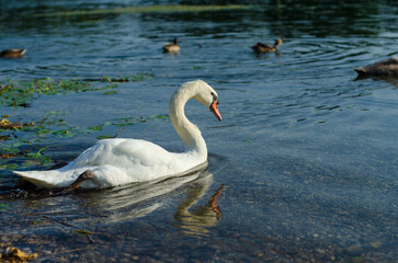 swans on the lake