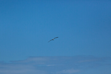 bird flying in the sky