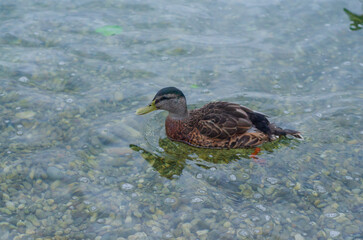 duck on a pond