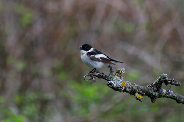 Semi-collared Flycatcher
