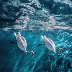 Fototapeta premium Underwater Elegance Two Graceful Swans Swimming in Crystal Clear Turquoise Water
