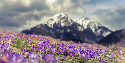 Dolina Chocholowska with blossoming purple crocuses or saffron flowers,Tatra mountains, Poland. © Roxana