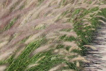 White flowers and green leaves
