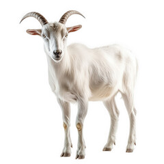 Fototapeta premium a standing white goat with curved horns. showcasing its unique features against a plain background the goat's texture and form. making it suitable for educational. agricultural. or artistic purposes