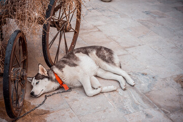 Sleeping Dog Next to a Rustic Wagon Wheel