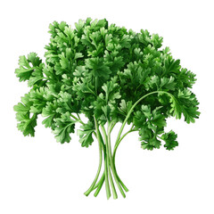 parsley fresh