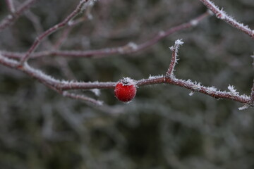 Rose hips in frost in the cold