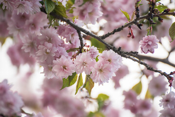 Sakura flowers blooming, spring seasonal Easter background