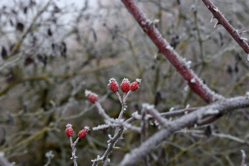 Rose hips in frost in the cold