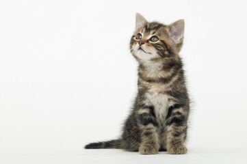 Chaton de gouttière