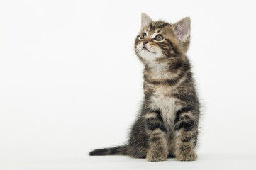 Chaton de gouttière