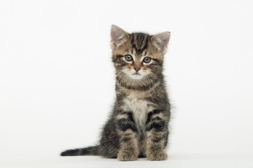 Chaton de gouttière