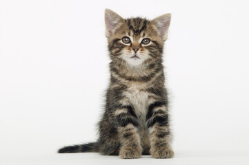 Chaton de gouttière