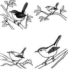 Wren bird Bundle line art and illustrator eps