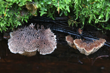 Gloiodon strigosus, rare tooth fungus from Finland, no common English name