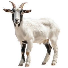 Fototapeta premium goat with a predominantly white coat and black markings. standing on a plain background its expressive face and prominent horns give it a distinctive appearance. showcasing the animal's characteristic