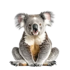  a koala sitting in a relaxed pose. showcasing its distinctive features. including its round ears and large nose. against a plain white background the photograph highlights the beauty and uniqueness of © PERFECTisME