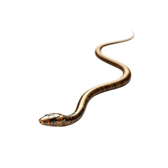 Obraz premium Elegant Brown Snake Curving Gracefully on Black Background