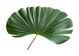 Palm leaf diagonally positioned nature scene high fidelity close-up view tropical vibe for organic aesthetics isolated on transparent background