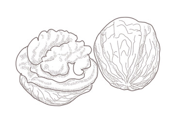 Single whole, half and walnut seed in a retro style.