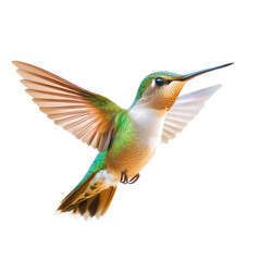 Hummingbird in Flight, Vibrant Colors, Wings Spread Wide
