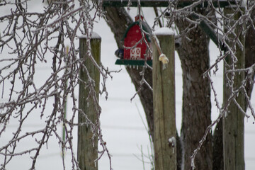 Naklejka premium Winter Storm Blair