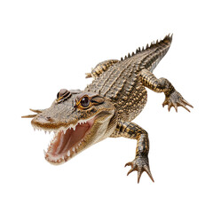 Fototapeta premium Juvenile Alligator Portrait Sharp Teeth, Open Mouth, Closeup