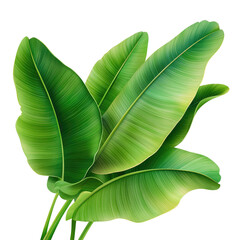 Fototapeta premium Lush Green Tropical Banana Leaves Illustration