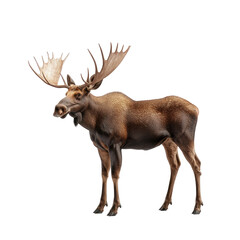Obraz premium Majestic Adult Bull Moose with Large Antlers Profile View