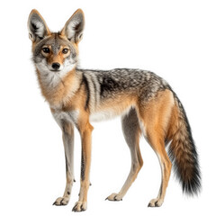 Obraz premium standing coyote with a sleek. slender body and distinct fur patterns. showcasing its natural beauty and agility the background is plain. emphasizing the animal's features this representation highlight