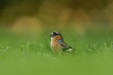 Portrait of a common chaffinch (Fringilla coelebs) male the grass, Belgium