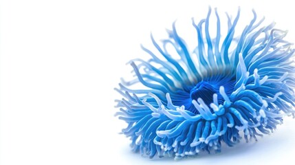Vibrant Blue and Coral Sea Anemone Isolated on Bright White Background with Ample Copyspace for Textual Overlay and Marine Theme.