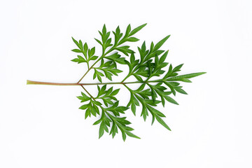 Kenikir leaves (cosmos caudatus) on an isolated white background