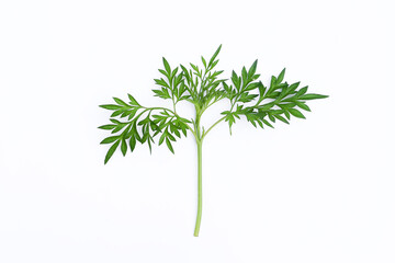 Kenikir leaves (cosmos caudatus) on an isolated white background